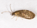 Sympherobius pygmaeus